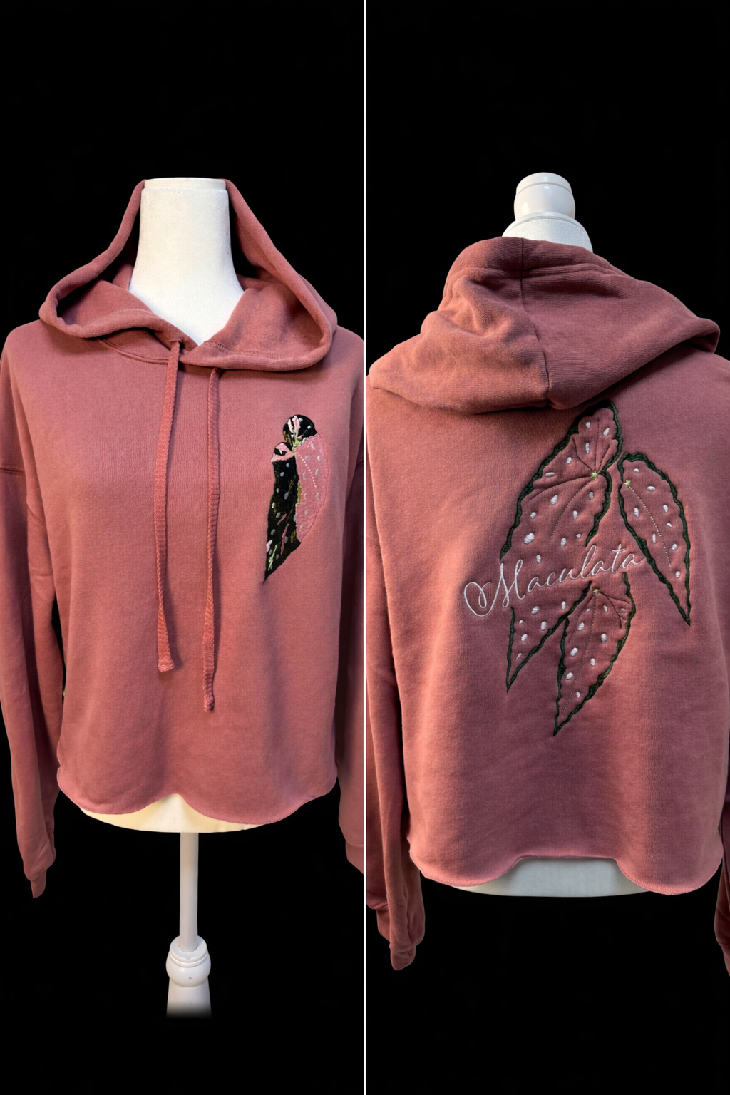 Begonia Pink Maculata