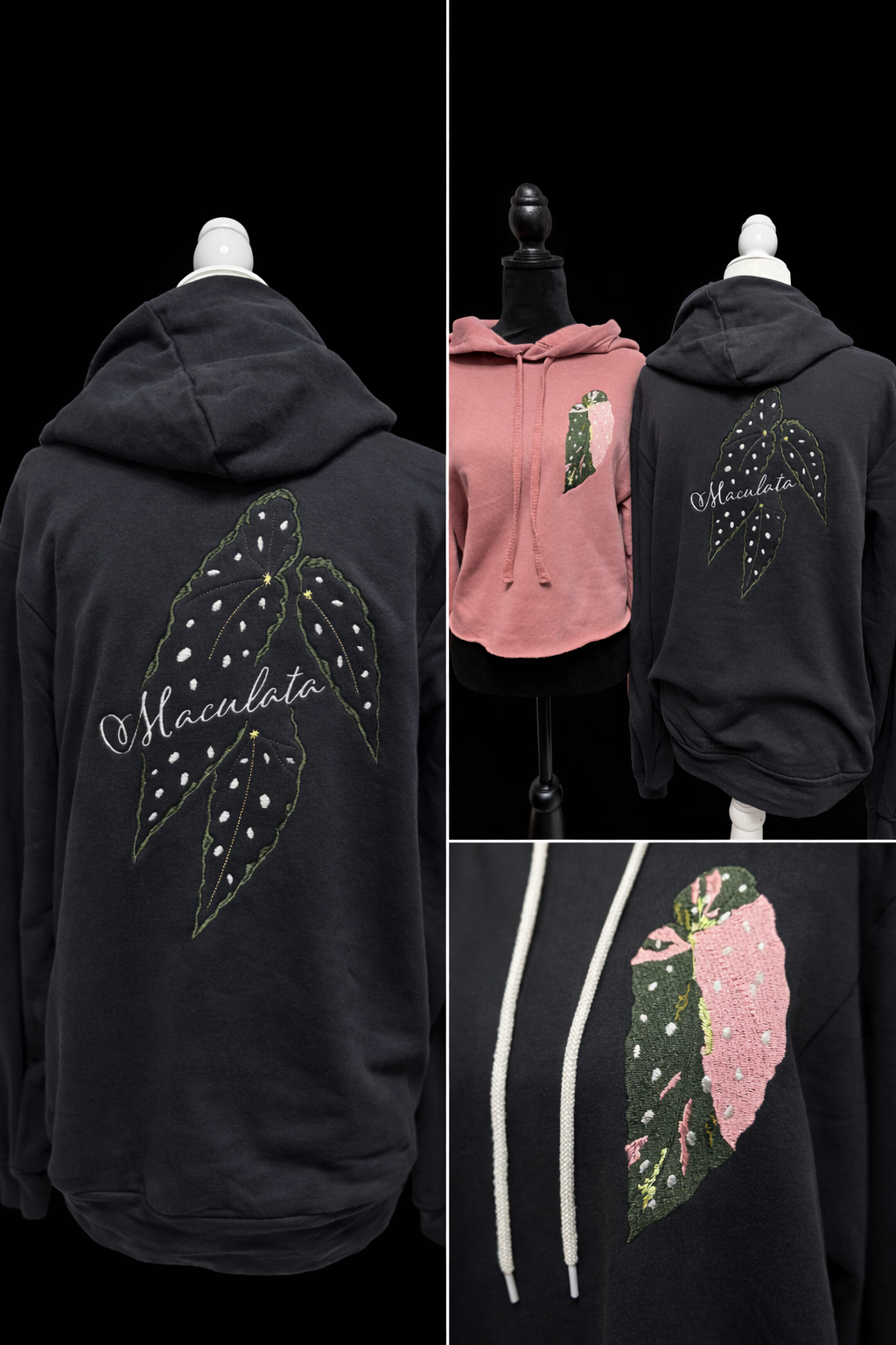 Begonia Pink Maculata