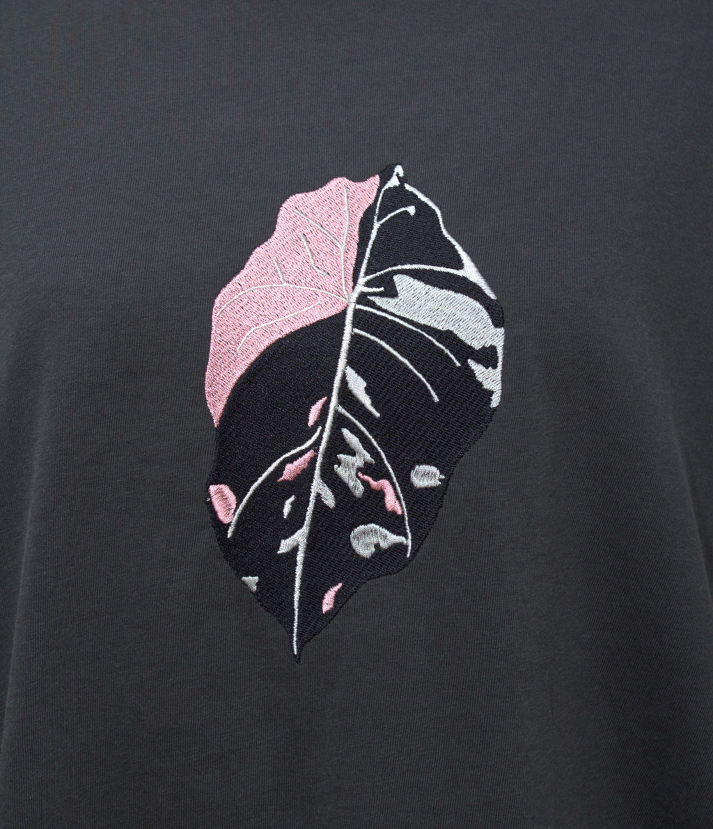 Alocasia pink black velvet Variegated