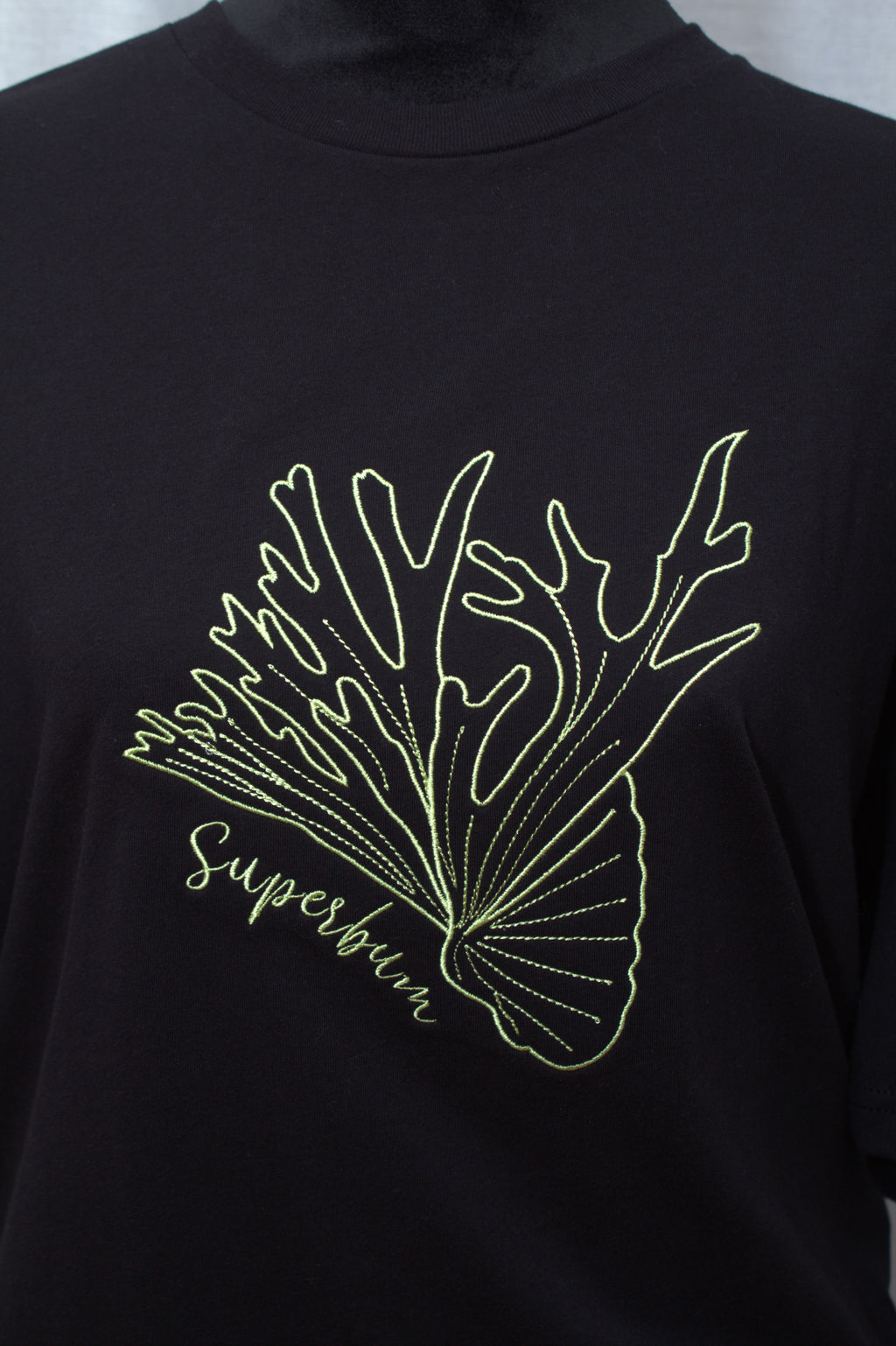 Platycerium ‘Superbum'
