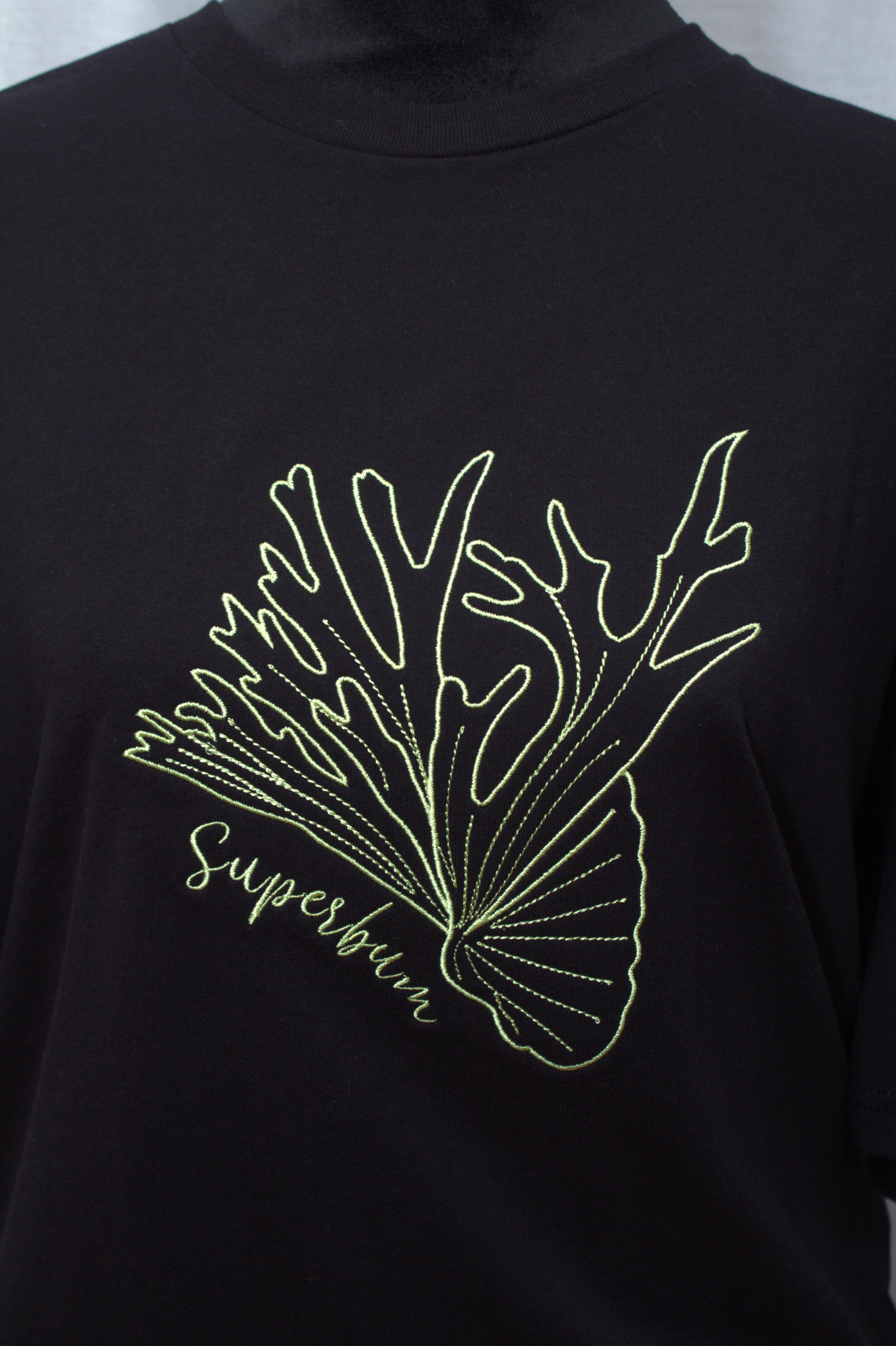 Platycerium ‘Superbum'